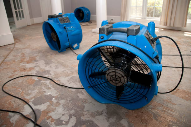 Best Mold removal after water damage  in Wilson, OK